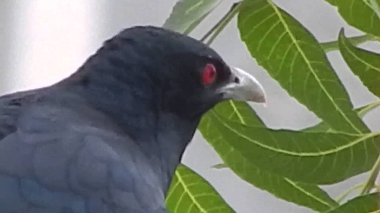Koyal bird sound ringtone download